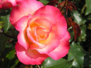 BIRTHDAY GIRL (floribunda)